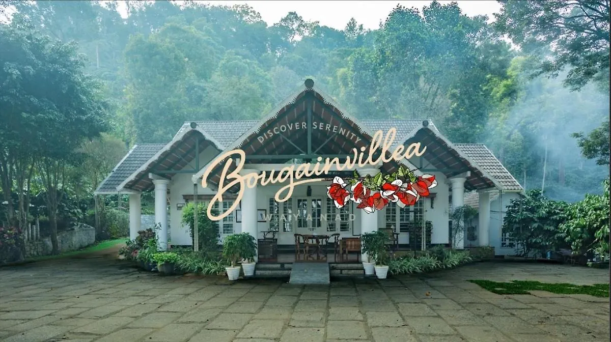 Bougainville, Wayanad Kalpetta